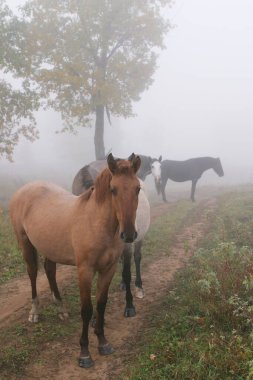 Sonbaharda ormanda yoğun bir siste at sürüsü.