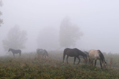 Sonbaharda ormanda yoğun bir siste at sürüsü.