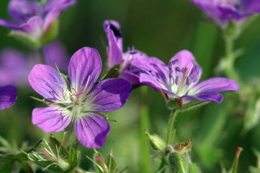 Yazın çayırda mor çiçeklerin yakın çekimi.