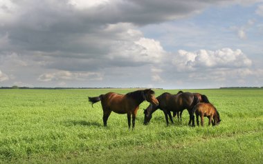 çayır ve bulutlu gökyüzü yaz manzara atlar