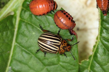 Colorado patates böceği ve larva bahçedeki yeşil patates yapraklarının üzerinde güneş ışığı. 