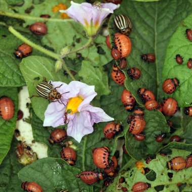 Colorado patates böceği ve larva bahçedeki yeşil patates yapraklarının üzerinde güneş ışığı. 
