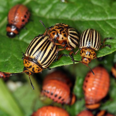 Colorado patates böceği ve larva bahçedeki yeşil patates yapraklarının üzerinde güneş ışığı. 