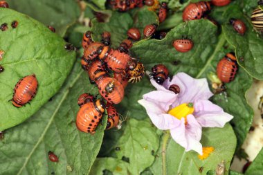 Colorado patates böceği ve larva bahçedeki yeşil patates yapraklarının üzerinde güneş ışığı. 