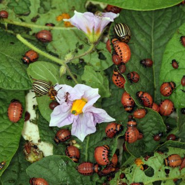 Colorado patates böceği ve larva bahçedeki yeşil patates yapraklarının üzerinde güneş ışığı. 