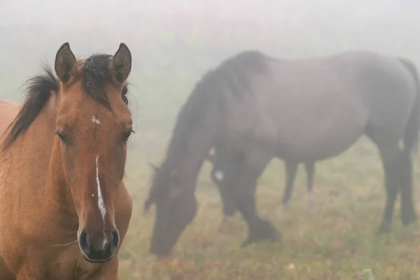 Pferdeherde Dichten Nebel Herbst Wald — Stockfoto