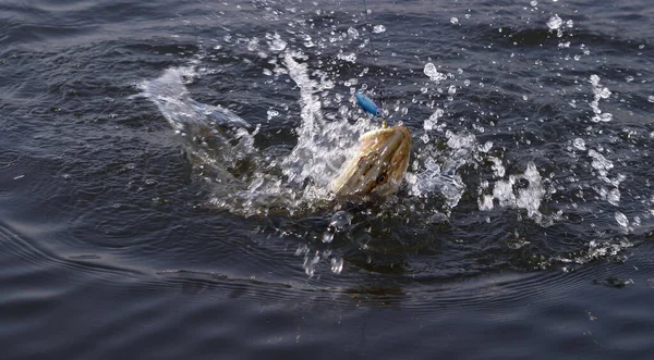 Nahaufnahme Eines Hechts Der Einem Haken Fluss Gefangen Ist — Stockfoto