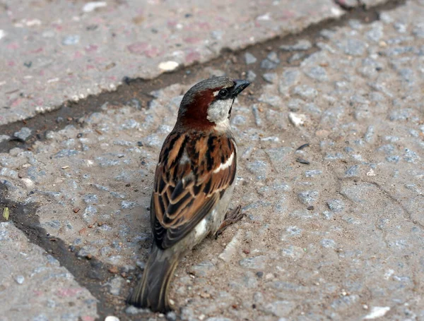 Moineau Assis Sur Route Manque — Photo