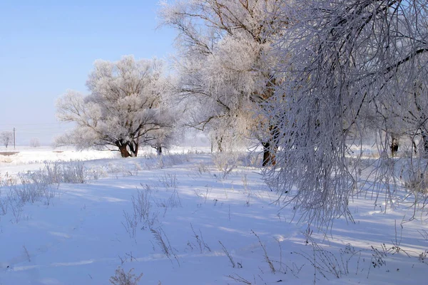 Schöne Winterlandschaften Einem Klaren Tag — Stockfoto