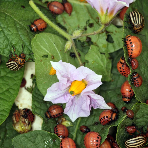 Close Colorado Potato Beetle Larvae Green Leaves Potatoes Garden Sunlight — Stock Photo, Image