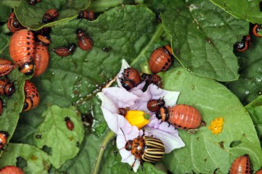 Colorado patates böceği ve larva bahçedeki yeşil patates yapraklarının üzerinde güneş ışığı. 