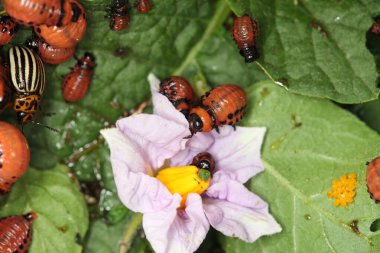 Colorado patates böceği ve larva bahçedeki yeşil patates yapraklarının üzerinde güneş ışığı. 