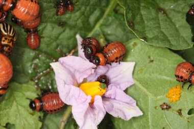 Colorado patates böceği ve larva bahçedeki yeşil patates yapraklarının üzerinde güneş ışığı. 