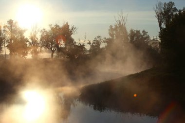 resim gibi yaz manzarası sisli şafak nehrin kıyısındaki bir meşe korusunda