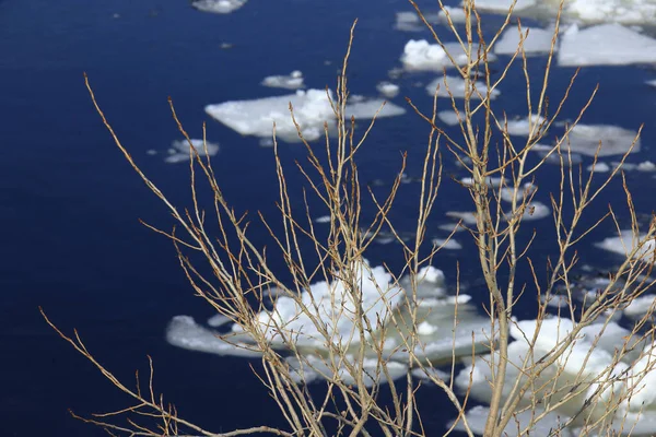 在阳光明媚的日子里 在大河的背景上长着膨大的芽 在初春的时候 冰上飘浮着 枝条的紧密相连 — 图库照片