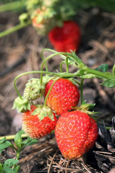 Morango Maduro Macro Arbusto Jardim Verão Dia Ensolarado — Fotografia de Stock