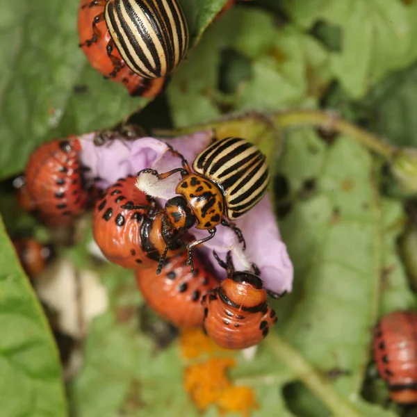Primer Plano Colorado Potato Escarabajo Larvas Las Hojas Verdes Patatas —  Fotos de Stock