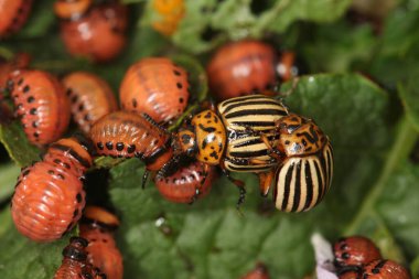 Colorado patates böceği ve larva bahçedeki yeşil patates yapraklarının üzerinde güneş ışığı. 