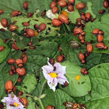 Colorado patates böceği ve larva bahçedeki yeşil patates yapraklarının üzerinde güneş ışığı. 