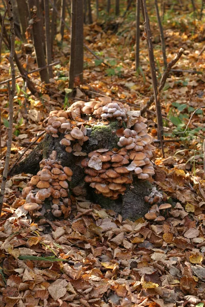 Autumn Landscape Mushroom Glade Forest — Fotografia de Stock