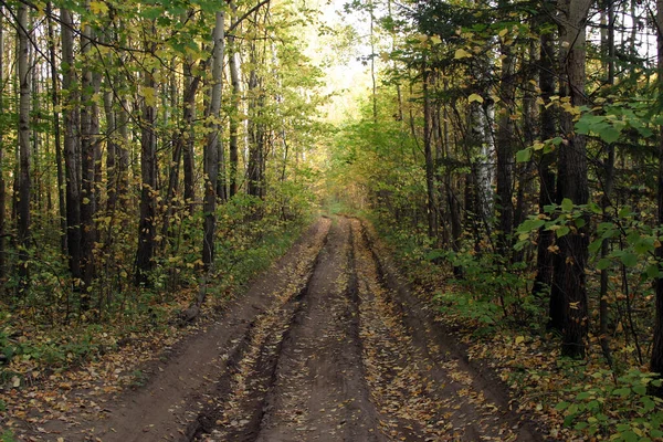 Krajobraz Lesie Jesienią — Zdjęcie stockowe