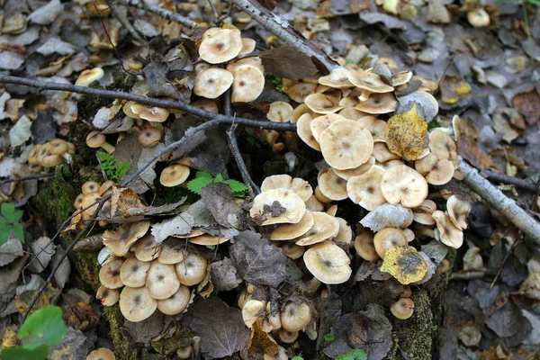 Paysage Automne Champignon Clairière Dans Forêt — Photo