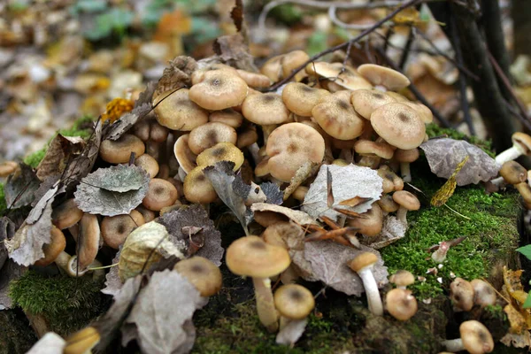 Macro Mel Agárico Cogumelos Toco Árvore — Fotografia de Stock