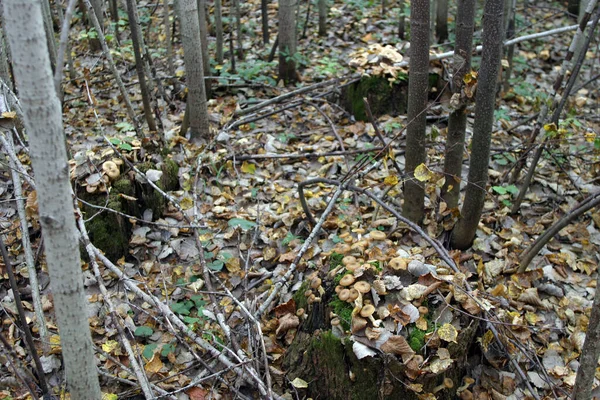 Autumn Landscape Mushroom Glade Forest — стоковое фото