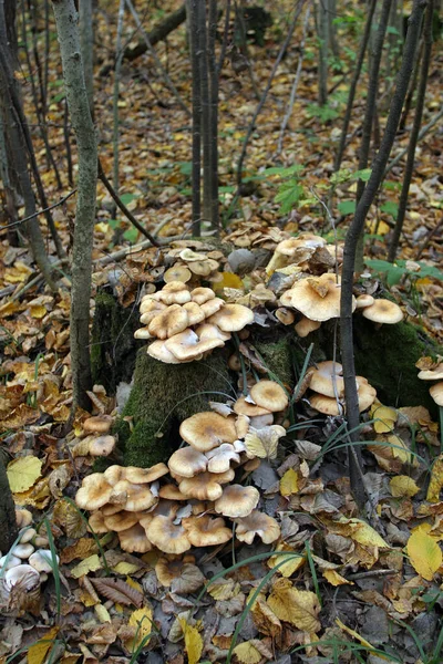 Herbstliche Landschaft Pilzlichtung Wald — Stockfoto