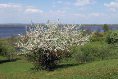 Yazın yeşil alanlar ve ağaçlar mavi bulutlu gökyüzüne ve ufuktaki nehre karşı.