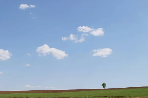 夏天风景理想主义的图画 蓝天白云 青草地上稀疏的树木 — 图库照片