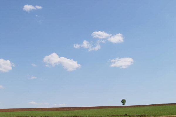 Summer landscape idealistic picture of white clouds on a blue sky and rare trees on the green meadow