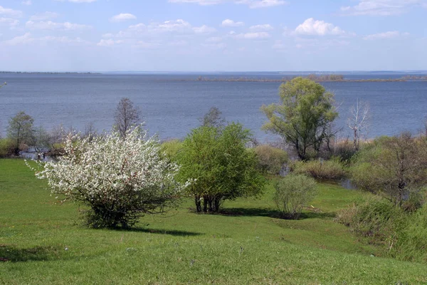 Sommerlandschaft Grüne Felder Und Bäume Gegen Den Blauen Bewölkten Himmel — Stockfoto