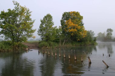 Şafak vakti ormanın yakınındaki nehirde yoğun sis manzarası