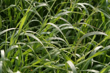 Sabahın erken saatlerinde çiğ taneleriyle kaplanmış yeşil çimenlerin yakın çekimi.