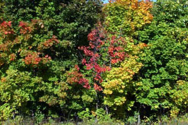 Muhteşem güzel sonbahar manzarası Ağaçları berrak gün