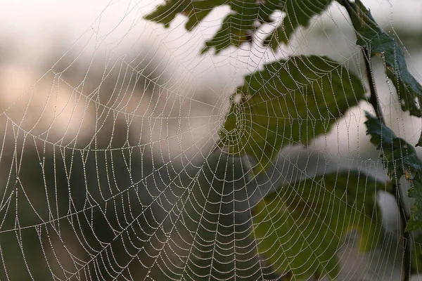아침에 배경으로 거미집에 매크로 이슬이 떨어지는 — 스톡 사진