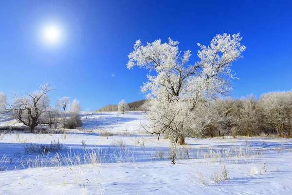 Zimní Krajina Stromy Mrazu Zasněženém Poli Časném Mrazivém Ránu — Stock fotografie
