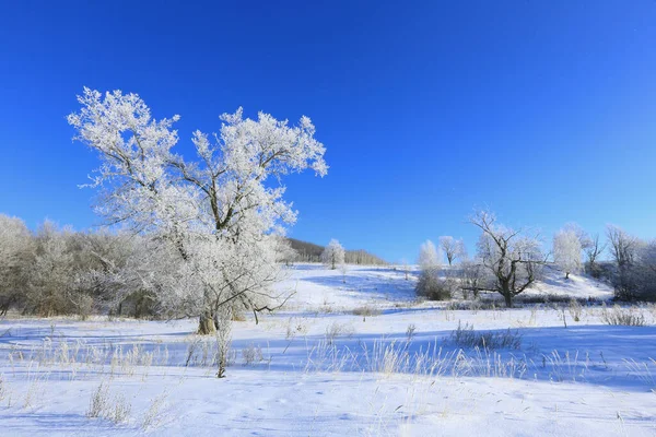 Paysage Hivernal Arbres Gelés Dans Champ Neigeux Tôt Matin Givré — Photo