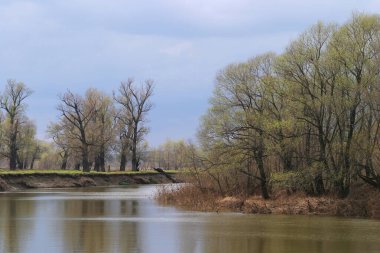 Peyzaj nehri Toima ve meşe koruluğu ilkbaharın başlarında güneşli bir günde