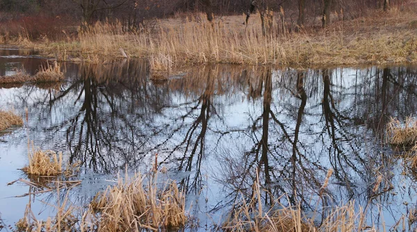 Paisaje Primaveral Árboles Reflejado Superficie Reflejada Del Lago Cerca Del — Foto de Stock