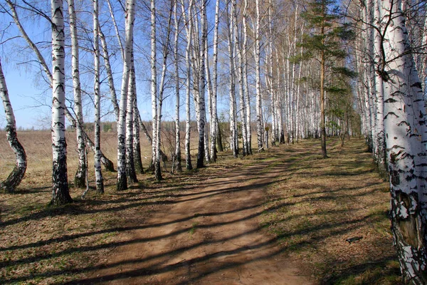 Neat Rows Birch Trees Sunny Spring Day — Stock Photo, Image