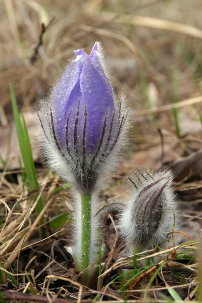 Molte Primule Primaverili Fioriscono Nel Parco — Foto Stock