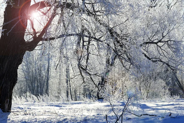 Inverno Paisagem Geada Carvalhos Manhã Gelada Ensolarada — Fotografia de Stock