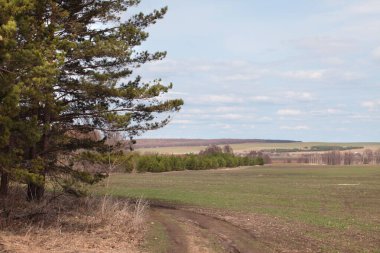 Ormanda ve tarlalarda uzun sonbahar yürüyüşü