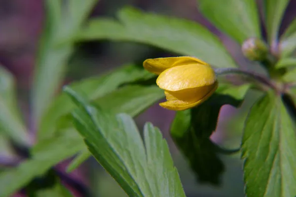 Mnoho Malých Krásné Žluté Květy Louce — Stock fotografie