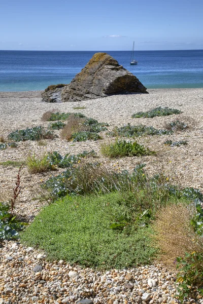 Дикие цветы, побережье Корнуолла, Англия — стоковое фото