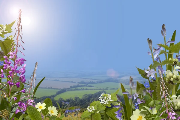 野生の花で夏の背景 — ストック写真