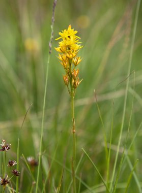 Bataklık asphodel, narthecium ossifragum