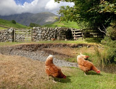 wasdale kafa, cumbria, tavuk